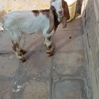 سلام نر بزباتربیت