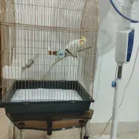 عروس هلندی سخنگو|پرنده|کرمانشاه, |دیوار