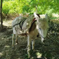 خر فروشی جلو عقب سالم()