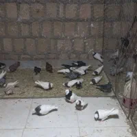 طوقی|پرنده|جوین, |دیوار