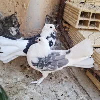 کبوتر دم چتری یکتی ودکت