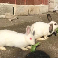 دو عدد خرگوش