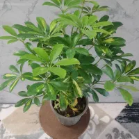 انواع گل|گل و گیاه طبیعی|اردبیل, |دیوار