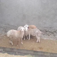 بره نر و ماده  زنده همراه باقصاب تحویل درب منزل