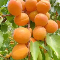 ۷۰ کیلو برداشت زردآلو از یک درخت با کوددهی اصولی