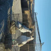 گفتر|پرنده|جلگه رخ, |دیوار