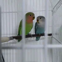 طوطی کوتوله برزیلی