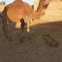 شتر|حیوانات مزرعه|کهریزک, |دیوار