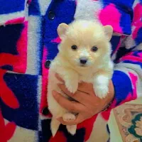 پامر خرسی عروسکی