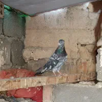 کبوتر بلند پرواز سرور اتیشی|پرنده|صباشهر, |دیوار