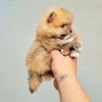 ریزه ها ی عروسکی رسید