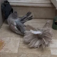 تعدادی کبوتر زینتی