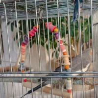 فروش عروس هلندی|پرنده|ایلام, |دیوار