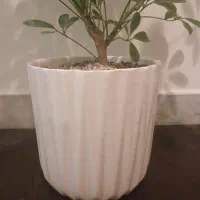 گل طبیعی شفلرا با گلدون سرامیکی کادوی روز مادر|گل و گیاه طبیعی|تهران, علم و صنعت|دیوار