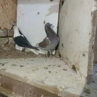 کفترپرشی ضربه|پرنده|سبزوار, قصبه شرقی|دیوار