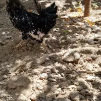مرغ و خروس گلین