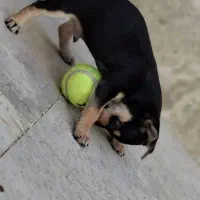 سگ دوبرمن مینیاتوری پینچر|سگ|کرمانشاه, |دیوار