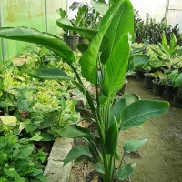 انواع گلهای آپارتمانی