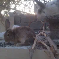 خرکوش لپی