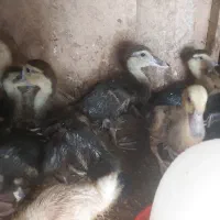 جوجه اردک اسراییلی