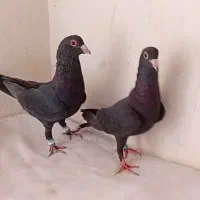 پرنده