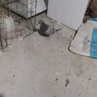 کبوتر|پرنده|گمیشان, |دیوار