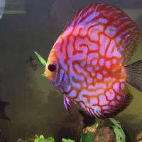 فروش سه عدد ماهی دیسکس جفت و تخم گذار(وارداتی)