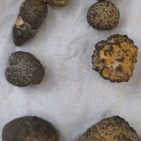 سنگ قیمتی شهاب سنگ