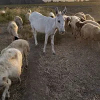 نر خر گله ای بضمانت