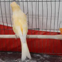 قناری نر پرتقالی کشیده عروسک بخون