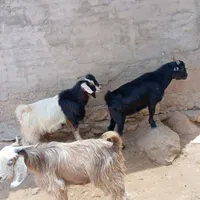 بی .چپش .بز.بره|حیوانات مزرعه|اندیمشک, |دیوار