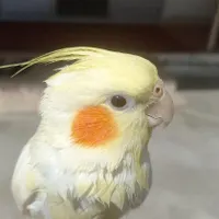 عروس هلندی گمشده