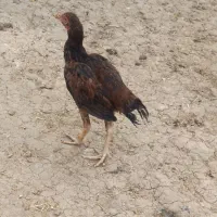 مرغ خروس لاری و جوجه محلی|حیوانات مزرعه|چالوس, |دیوار