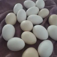 تخم مرغ تازه گلین محلی و..