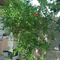 علفتراشی و چمن زنی