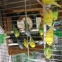 مرغ عشق صاف و کشیده سالم و سلامت|پرنده|تهران, افسریه جنوبی|دیوار