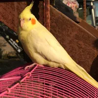 عروس هلندی لوتینو