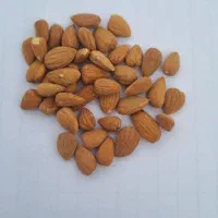 مغز بادام تلخ کوهی روغن گیری|عمده‌فروشی|تهران, شهرک امیرالمومنین|دیوار