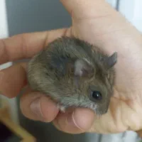 همستر کمپل کوچک