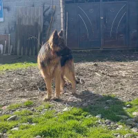 واگذاری ژرمن