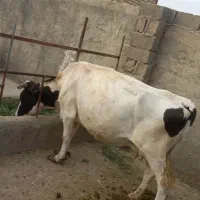 گاو شیری هلشتاین آبستن.تلیسه آبستن. گوساله