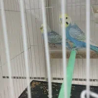 مرغ عشق رینبو