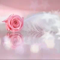 پاجوش نخل(قصب العروس و سعمران)