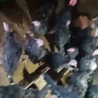 بوقلمون|حیوانات مزرعه|تربت‌حیدریه, شهید بهشتی|دیوار