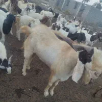 نری|حیوانات مزرعه|توکهور, |دیوار
