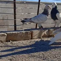 دوتا هفرنگ|پرنده|اسفراین, |دیوار