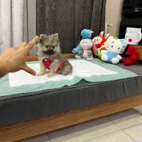 پامرانین ۹۰۰ گرمی ۳ ماهه