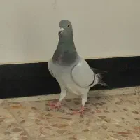 فروشی سبز ماده دلبر همچی تمام