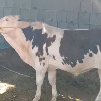 گوساله نر