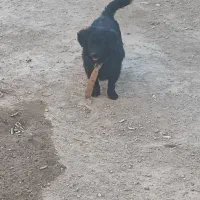 سگ پاپی فروشی